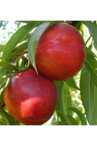 Плоди нектарину Роман дозрівають у серпні на сонці